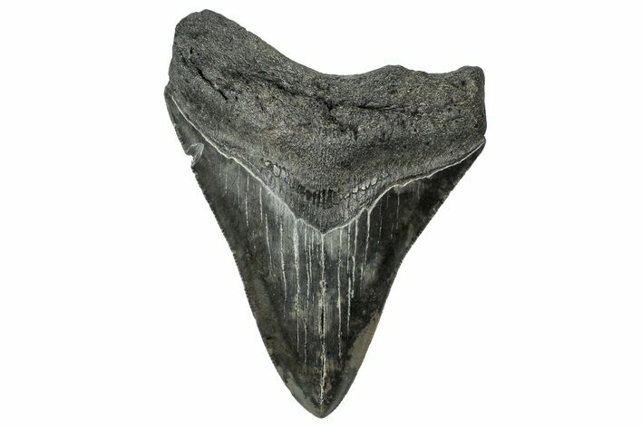 Serrated, Fossil Megalodon Tooth - South Carolina #324299
